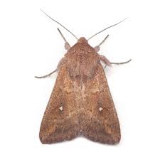 Attēlu rezultāti vaicājumam “Mythimna sp.”