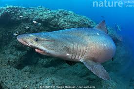 Image result for Odontaspis ferox