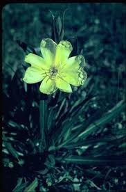 Image result for Oenothera odorata