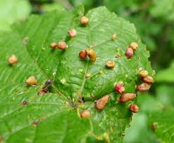Attēlu rezultāti vaicājumam “Eriophyes tiliae”