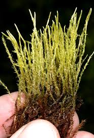 Attēlu rezultāti vaicājumam “Straminergon stramineum”