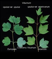 Attēlu rezultāti vaicājumam “Viburnum opulus bud”