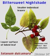 Attēlu rezultāti vaicājumam “Solanum dulcamara fruit”