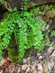 Attēlu rezultāti vaicājumam “Asplenium viride”