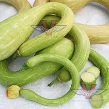 Image result for tromboncino