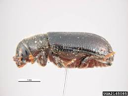 Attēlu rezultāti vaicājumam “Tomicus minor”