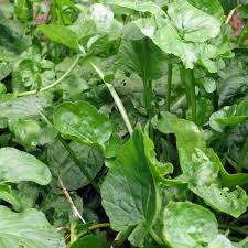 Attēlu rezultāti vaicājumam “Barbarea vulgaris subsp. arcuata fruit”