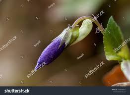 Attēlu rezultāti vaicājumam “Viola uliginosa bud”