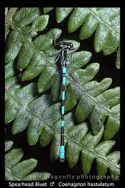 Attēlu rezultāti vaicājumam “Coenagrion hastulatum”