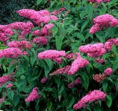 Image result for Buddleja davidii