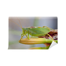 Attēlu rezultāti vaicājumam “Tettigonia cantans”