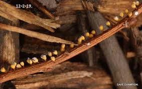 Attēlu rezultāti vaicājumam “Craterium minutum cf. var. brunneum spores”
