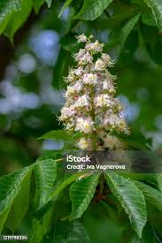 Attēlu rezultāti vaicājumam “Aesculus hippocastanum flower”