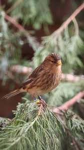 Image result for twite photo