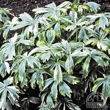 Attēlu rezultāti vaicājumam “Astrantia major leaf”