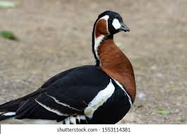 Attēlu rezultāti vaicājumam “Branta ruficollis adult”