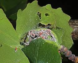 Attēlu rezultāti vaicājumam “Populus x berolinensis leaf”