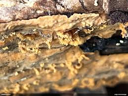 Attēlu rezultāti vaicājumam “Tetratoma fungorum”