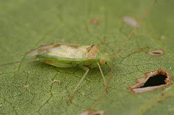 Attēlu rezultāti vaicājumam “Miridae”
