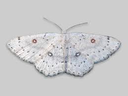 Attēlu rezultāti vaicājumam “Cyclophora pendularia”