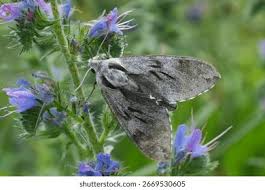 Attēlu rezultāti vaicājumam “Sphinx pinastri”