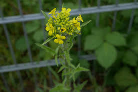 Attēlu rezultāti vaicājumam “Sisymbrium loeselii flower”