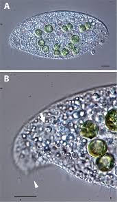 Attēlu rezultāti vaicājumam “Chaetophora pisiformis”