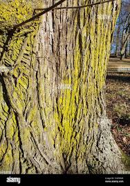 Attēlu rezultāti vaicājumam “Chrysothrix candelaris”