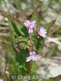 Attēlu rezultāti vaicājumam “Epilobium montanum flower”