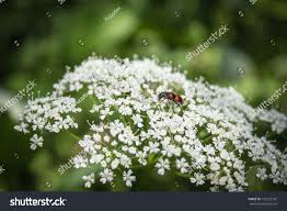 Attēlu rezultāti vaicājumam “Cicuta virosa flower”