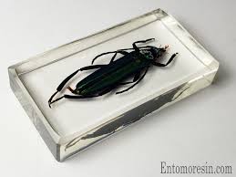 Attēlu rezultāti vaicājumam “Aromia moschata”