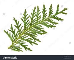 Attēlu rezultāti vaicājumam “Thuja occidentalis leaf”