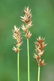 Attēlu rezultāti vaicājumam “Carex spicata”