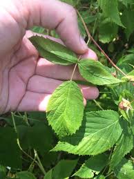 Attēlu rezultāti vaicājumam “Rubus idaeus leaf”