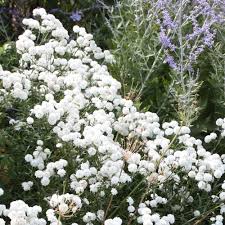 Image result for Achillea Ptarmica
