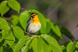 Image result for Dendroica fusca