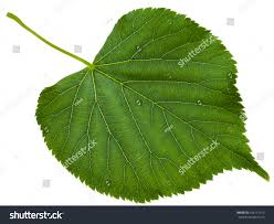 Attēlu rezultāti vaicājumam “Tilia platyphyllos Laciniata leaf”