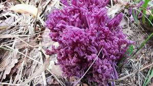 Attēlu rezultāti vaicājumam “Clavulina amethystina”