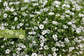 Attēlu rezultāti vaicājumam “Gypsophila muralis flower”