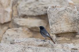 Attēlu rezultāti vaicājumam “Phoenicurus ochruros”