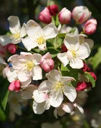 Attēlu rezultāti vaicājumam “Malus x zumi”