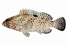 Image result for Epinephelus andersoni