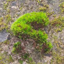 Attēlu rezultāti vaicājumam “Grimmia pulvinata”