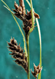 Attēlu rezultāti vaicājumam “Carex lasiocarpa male flower”