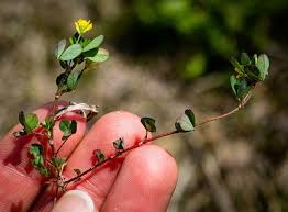 Attēlu rezultāti vaicājumam “Trifolium dubium fruit”