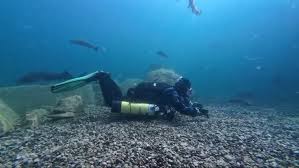 Image result for Eltham and District Sub Aqua Club