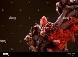 Attēlu rezultāti vaicājumam “Arcyria denudata spores”