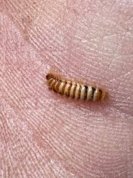 Attēlu rezultāti vaicājumam “Megatoma undata”