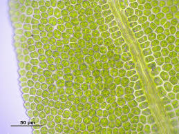 Attēlu rezultāti vaicājumam “Fissidens osmundoides”