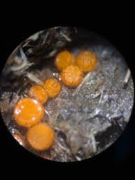 Attēlu rezultāti vaicājumam “Cheilymenia stercorea”